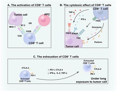 The role of CD8 PET imaging in guiding cancer immunotherapy